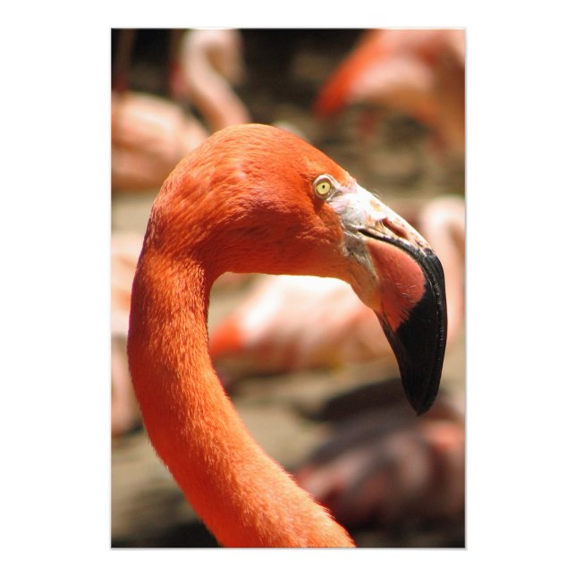 Gorgeous Flamingo Print/Poster! Photo Print (Front)