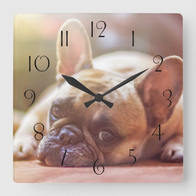 Gorgeous french bulldog lying down square wall clock (Front)