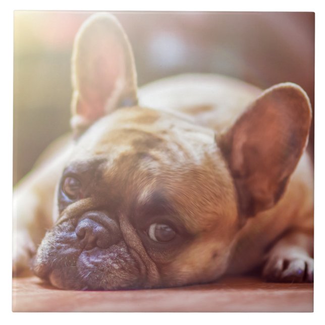 Gorgeous french bulldog lying down tile (Front)