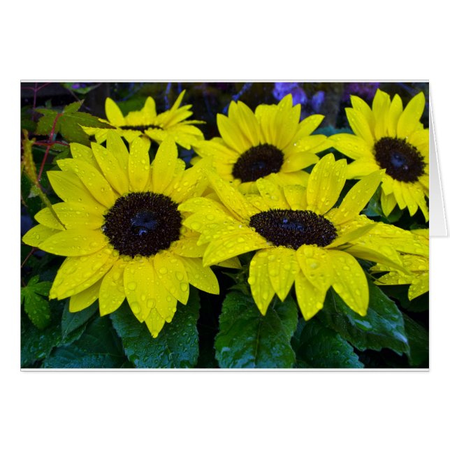 GORGEOUS GARDEN SUNFLOWERS (Front Horizontal)