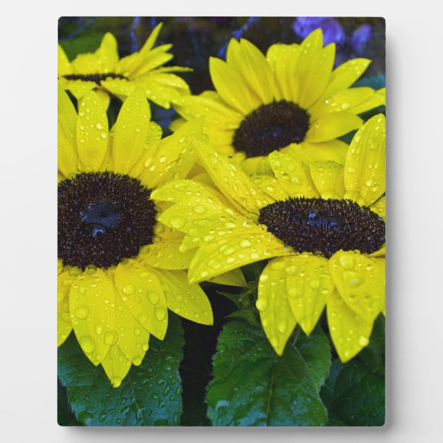 GORGEOUS GARDEN SUNFLOWERS PLAQUE (Front)