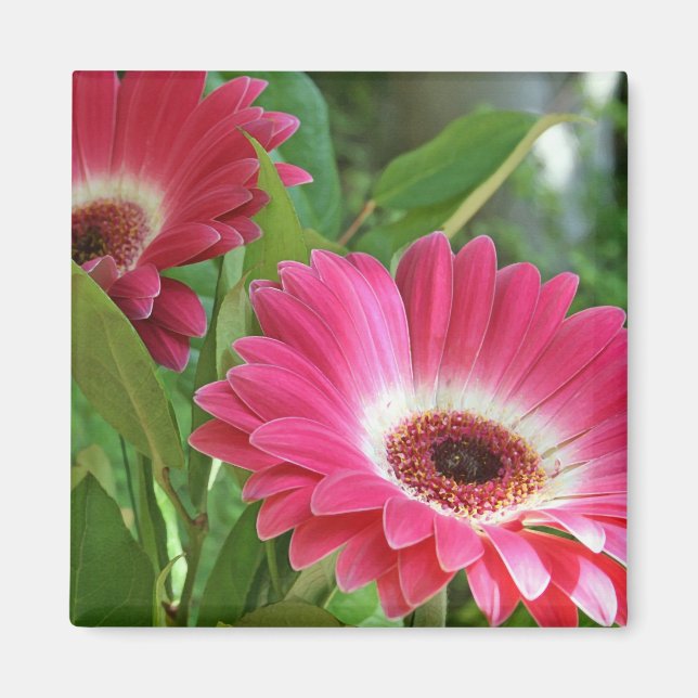 Gorgeous Gerbers Magnet (Front)