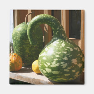 Gorgeous Gourds Fall Farm Nature Photo Magnet
