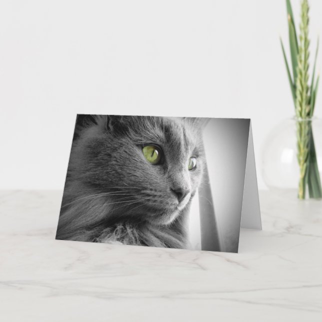 Gorgeous Gray Blue Cat with Green Eyes -  Blank Card (Front)