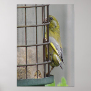 Gorgeous Greenfinch Print