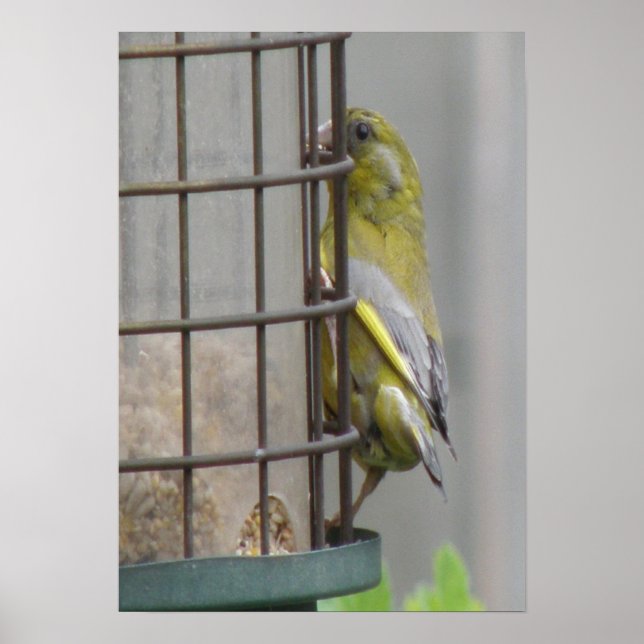 Gorgeous Greenfinch Print (Front)