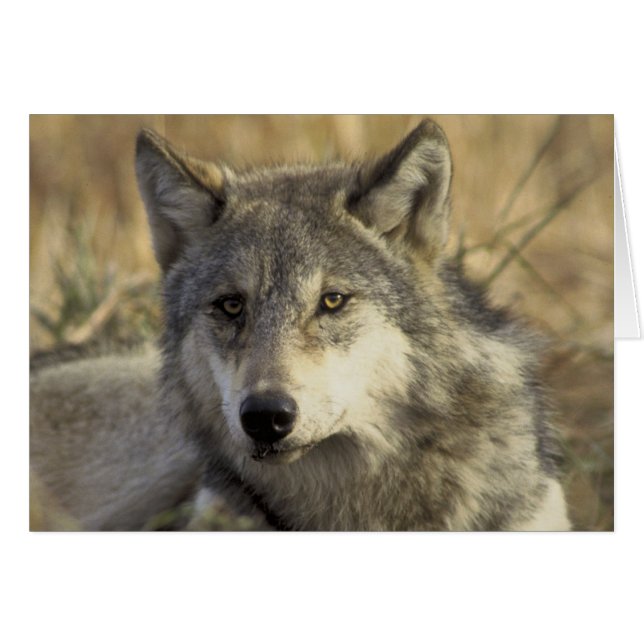 Gorgeous Grey Wolf (Front Horizontal)