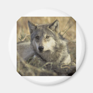 Gorgeous Grey Wolf Magnet