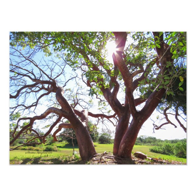 Gorgeous Gumbo Limbo Trees Sun Print (Front)