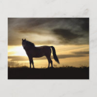 Gorgeous Horse in Sunset Postcard