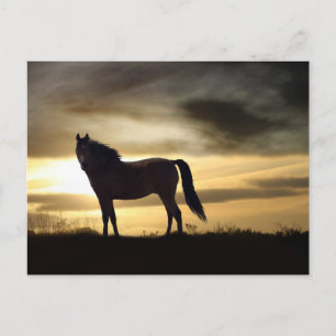 Gorgeous Horse in Sunset Postcard