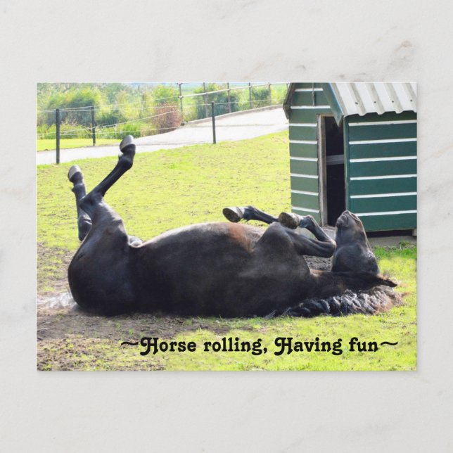 Gorgeous Horse rolling Postcard (Front)