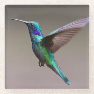 Gorgeous hummingbird in flight glass coaster