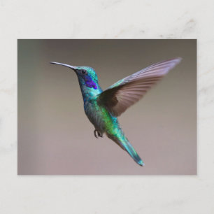 Gorgeous hummingbird in flight postcard