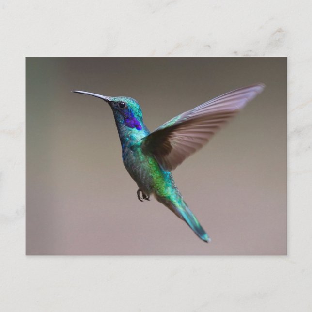 Gorgeous hummingbird in flight postcard (Front)