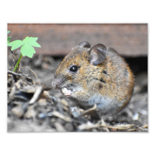 Gorgeous Little Mouse  Photo Print
