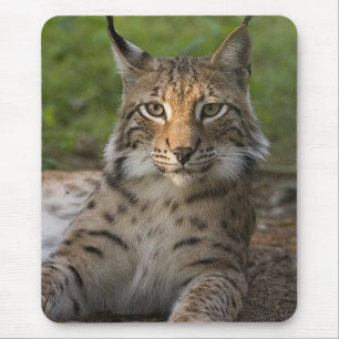 gorgeous lynx resting mouse pad