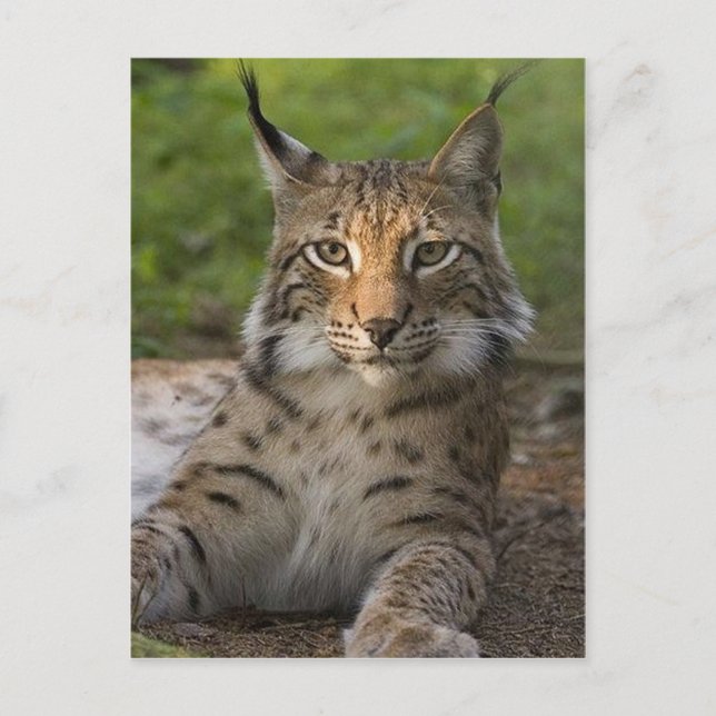 gorgeous lynx resting postcard (Front)