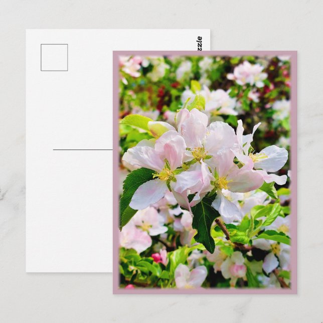 Gorgeous Malus asiatica Photo Postcard (Front/Back)