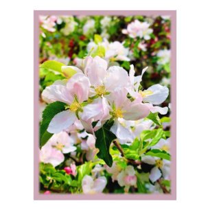 Gorgeous Malus asiatica Photo Print