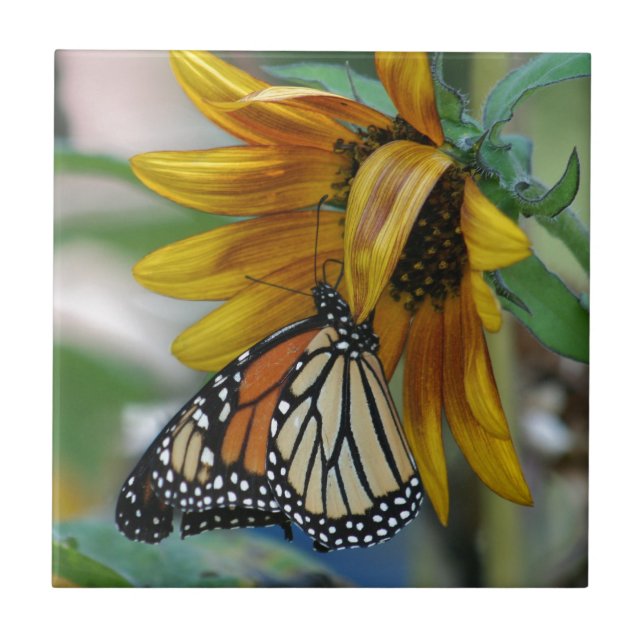 Gorgeous Monarch Butterfly on Sunflower Ceramic Tile (Front)