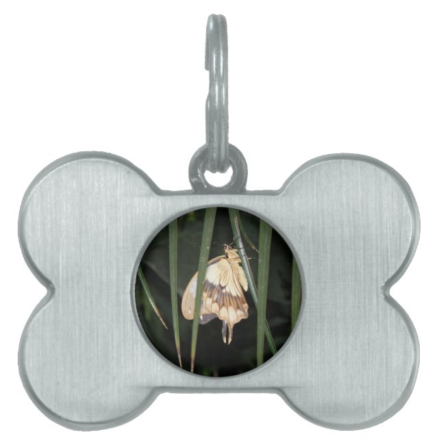 Gorgeous Moth Pet Tag (Front)