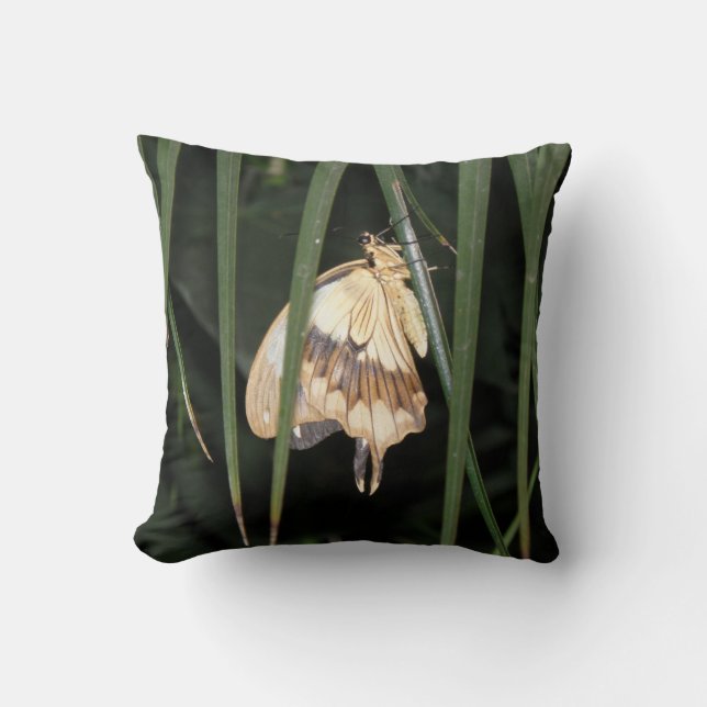 Gorgeous Moth Pillow (Front)