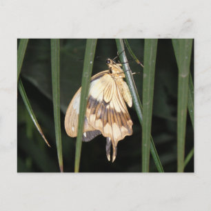 Gorgeous Moth Postcard