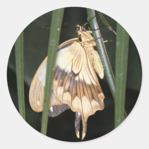 Gorgeous Moth Sticker
