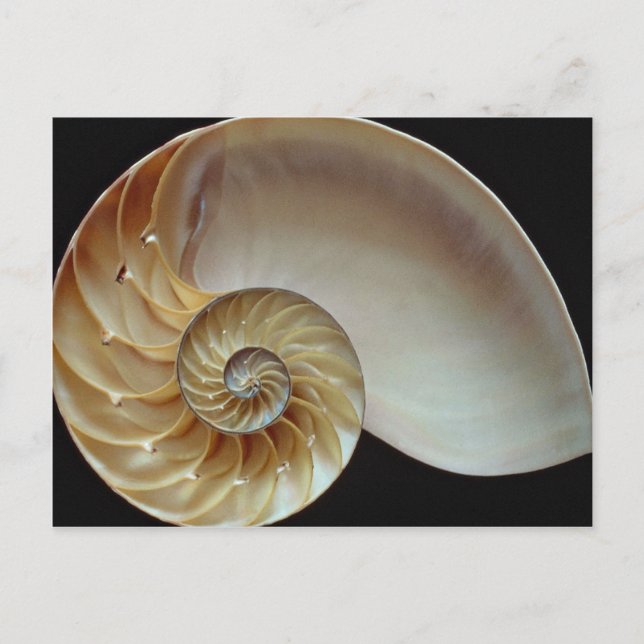 Gorgeous Nautilus shell Postcard (Front)