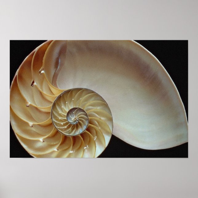 Gorgeous Nautilus shell Poster (Front)