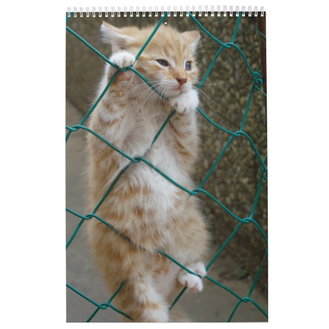 Gorgeous Orange Cats 2021 Calendar (Cover)