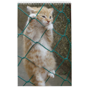 Gorgeous Orange Cats 2021 Calendar