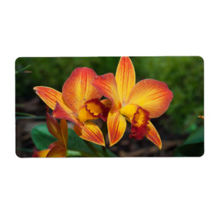 Gorgeous Orange Yellow Rhyncattleanthe Orchid