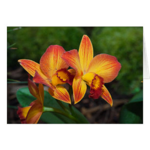 Gorgeous Orange Yellow Rhyncattleanthe Orchid