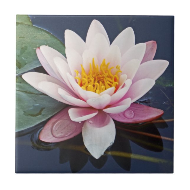 GORGEOUS PALE-PINK LOTUS BLOSSOM WITH WATER DROPS CERAMIC TILE (Front)