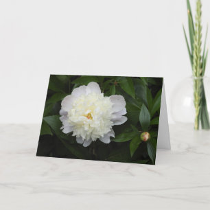 Gorgeous Peony Flower Photograph  Card