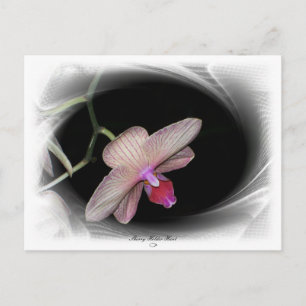 Gorgeous Petals 11 Postcard