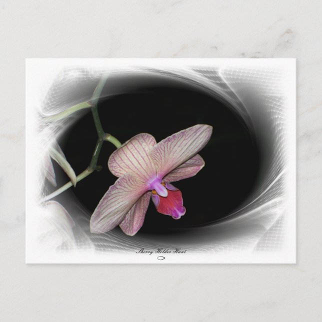 Gorgeous Petals 11 Postcard (Front)
