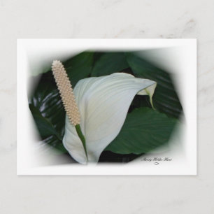Gorgeous Petals 12 Postcard