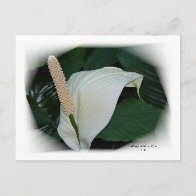 Gorgeous Petals 12 Postcard (Front)