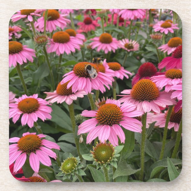 Gorgeous Pink Echinacea Flowers and Bee    Coaster (Front)