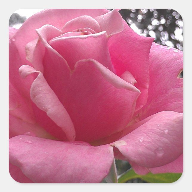 Gorgeous pink rose flower in bloom! square sticker (Front)
