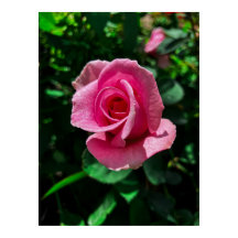 Gorgeous pink rose flower poster picture