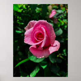 Gorgeous pink rose flower poster picture