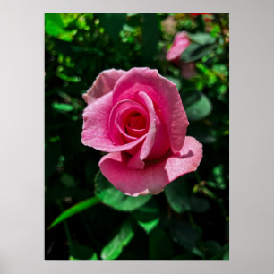 Gorgeous pink rose flower poster picture