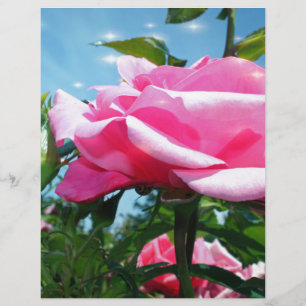 Gorgeous pink rose in blue sky. Floral photography