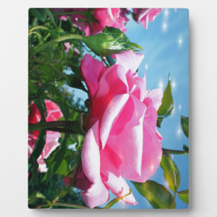 Gorgeous pink rose in blue sky. Floral photography Plaque
