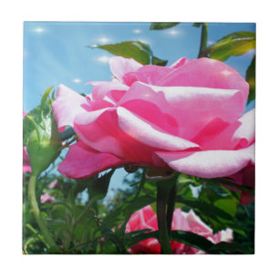 Gorgeous pink rose in blue sky. Floral photography Tile