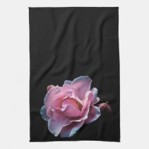 Gorgeous Pink Rose on Black.